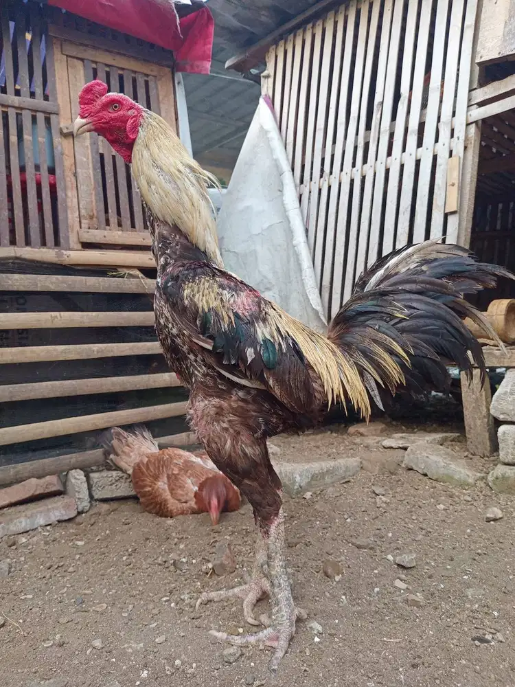 Ayam Bangkok Pacek Big uk 6