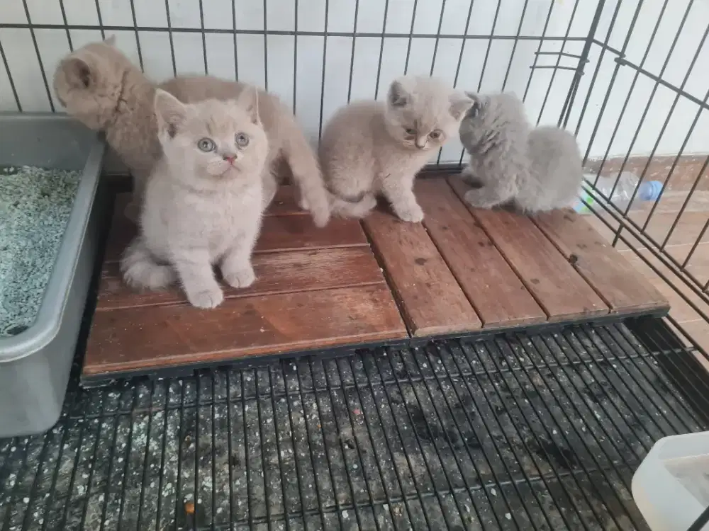 Kucing BSH kualitas  super