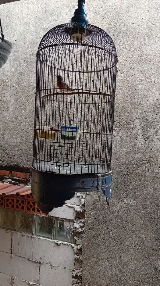 jual burung ledekan gunung