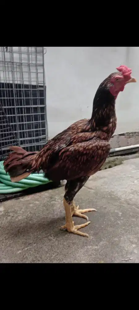 AYAM bangkok PAMA