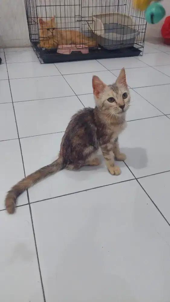 Kucig beng snow x mainecoon