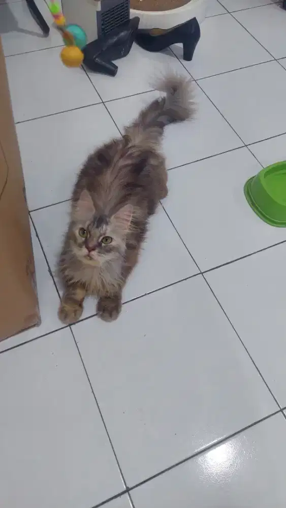 Kucing mainecoon