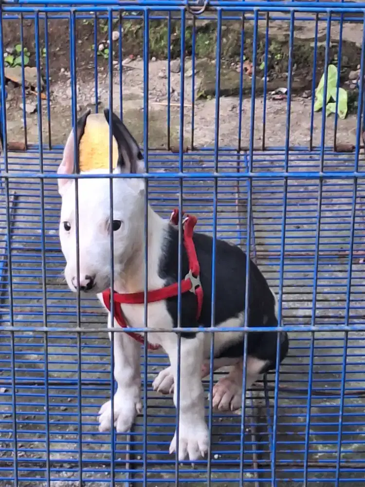 Bull terrier original