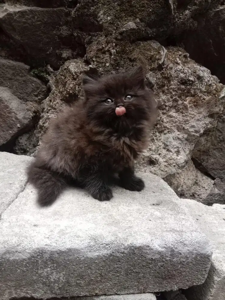 Kitten persia flatnose