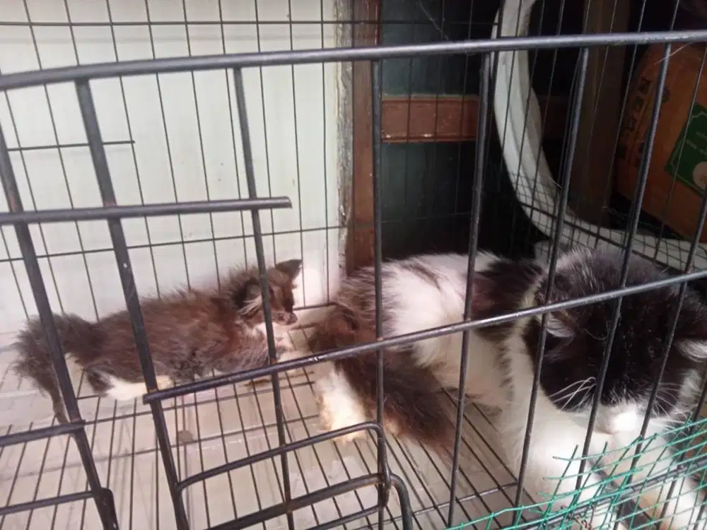 Adopsi Kucing Persia Induk dan Anak