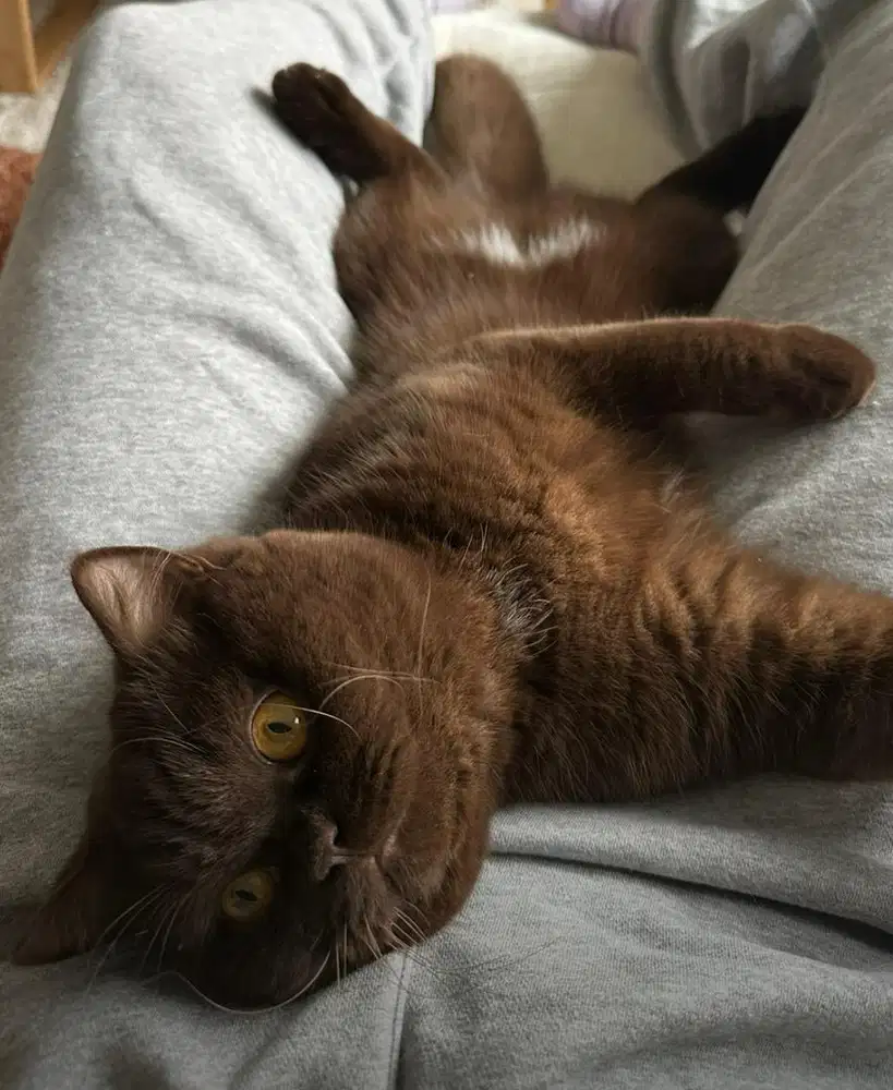 Jasa pacak meong coklat muda
