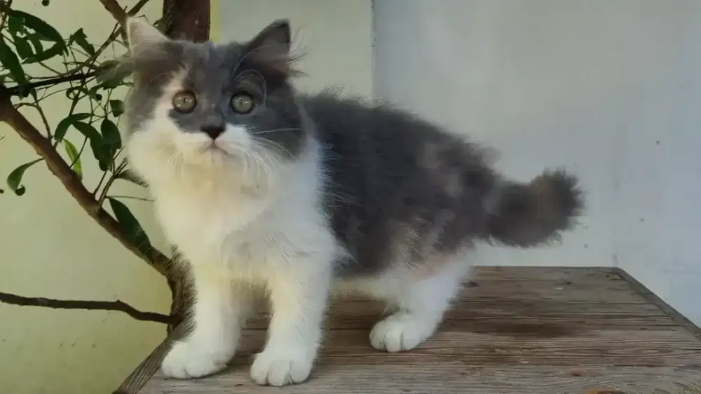 Kucing Persia Jantan Betina Gembul