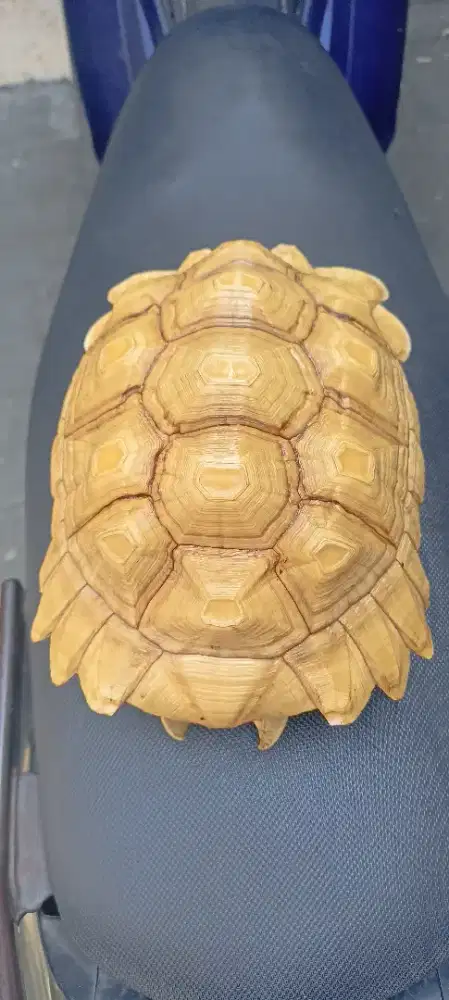 Batok kura sulcata hypo 22cm