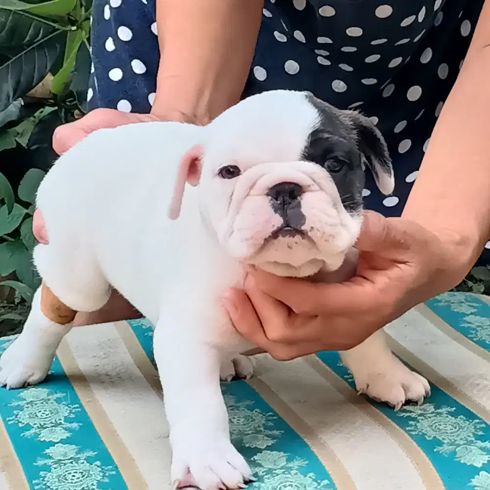 English buldog anakan