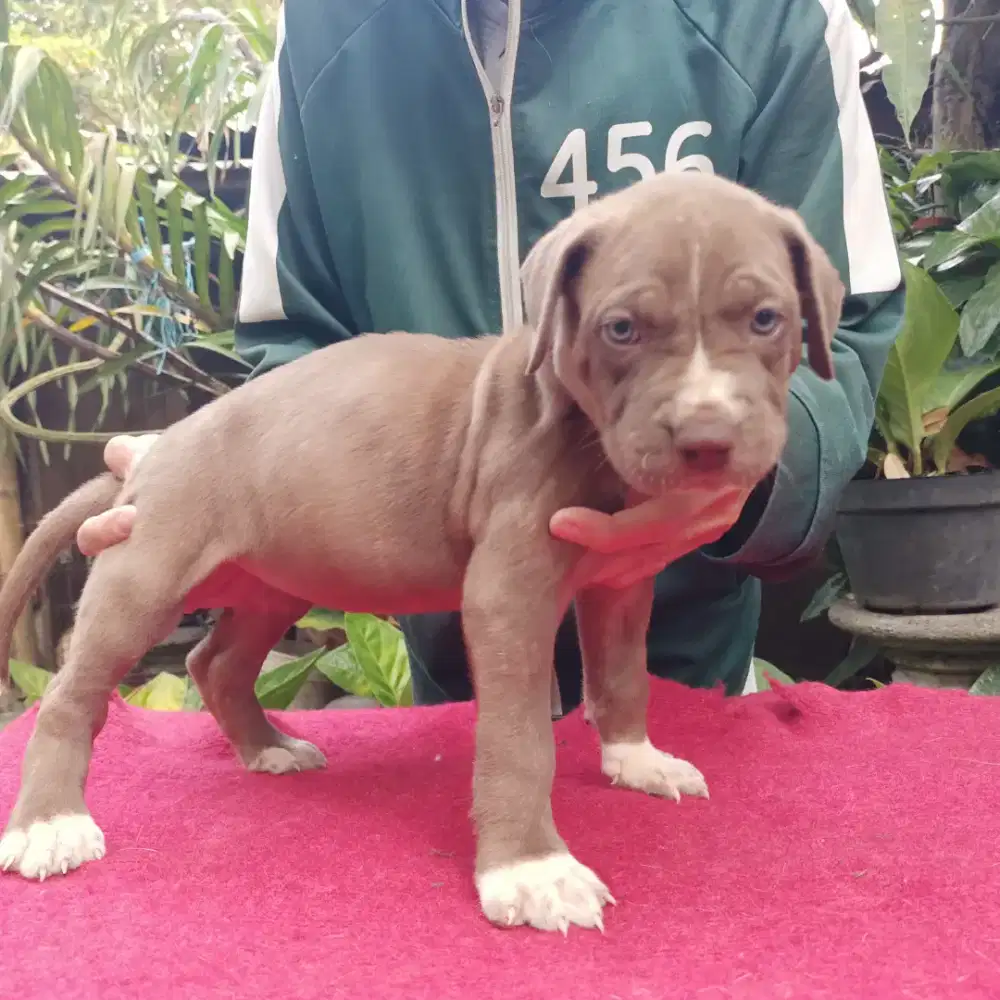 Pitbul anakan bigsize