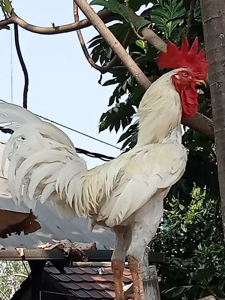 Ayam jago kampung bukan bangkok