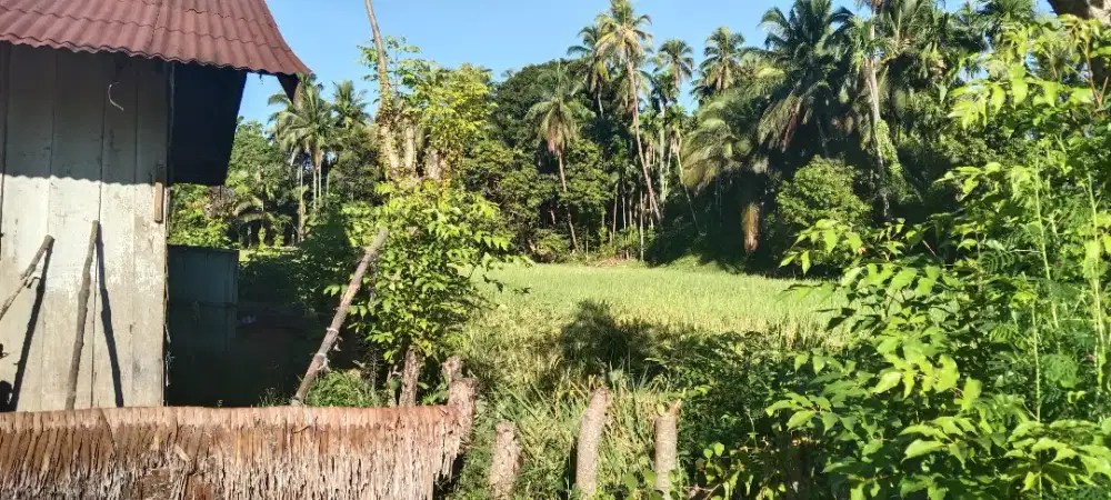 DIJUAL SEBIDANG TANAH SHM LUAS 5959m PINGGIR JALAN  HARGA NEGO