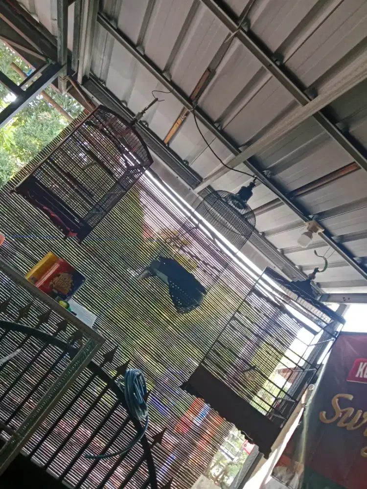 Jual 3 sangkar layak pakai