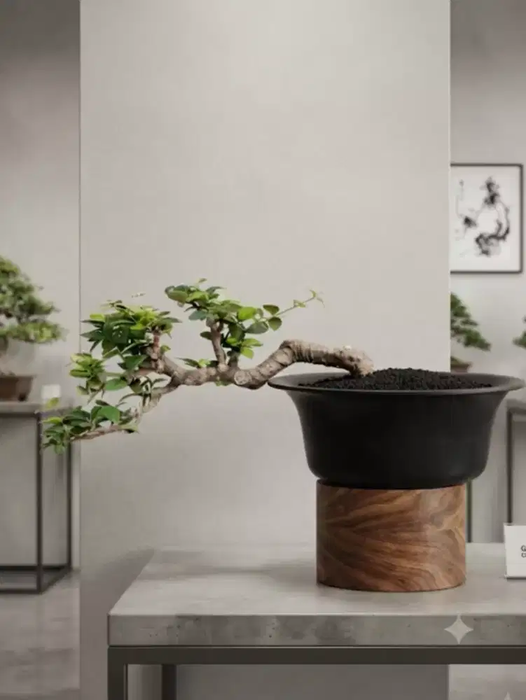 Bonsai Sianci Cherry Barbados