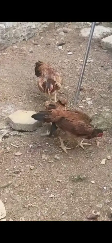 Ayam Betina siap produktif
