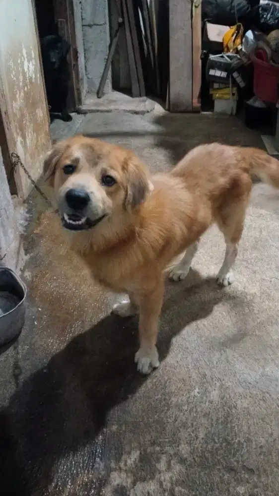 DIJUAL ANJING RETRIVER SBY