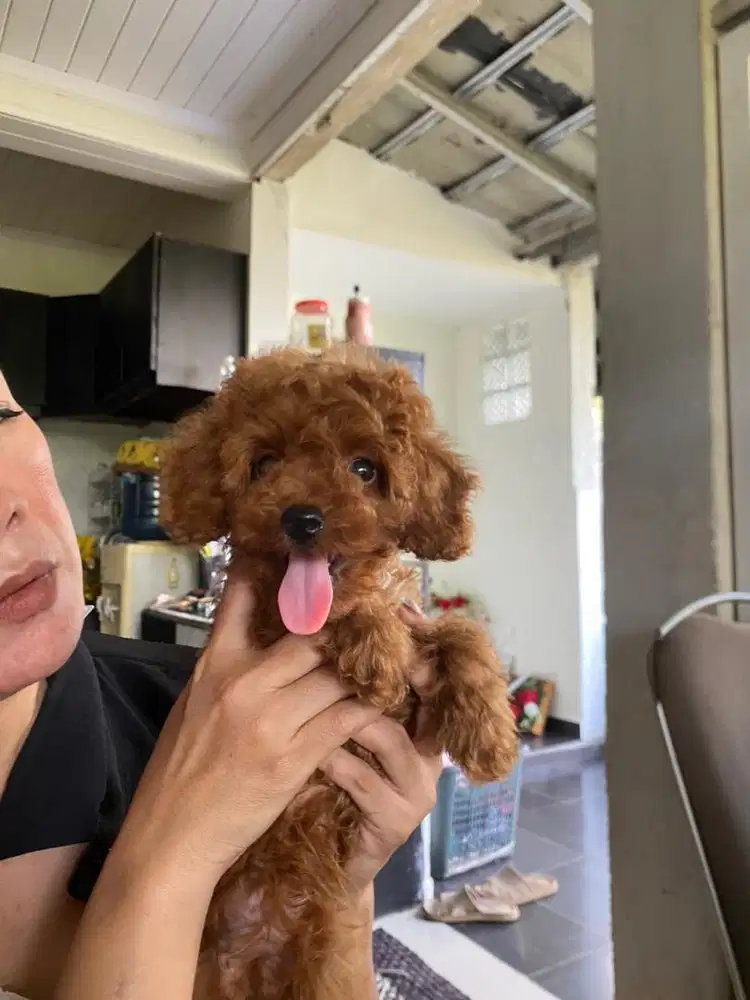 Red Toy Poodle Betina