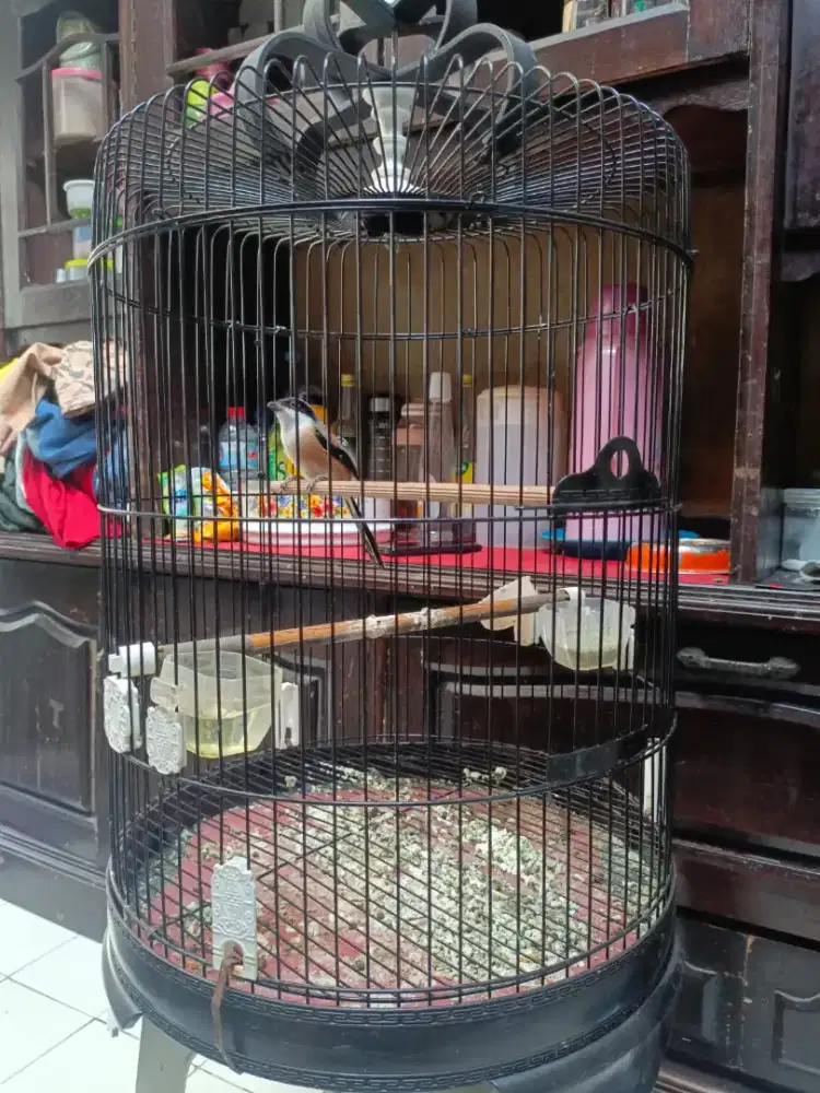 Cendet jatim isian banyak gacor dor baru rapih mabung..