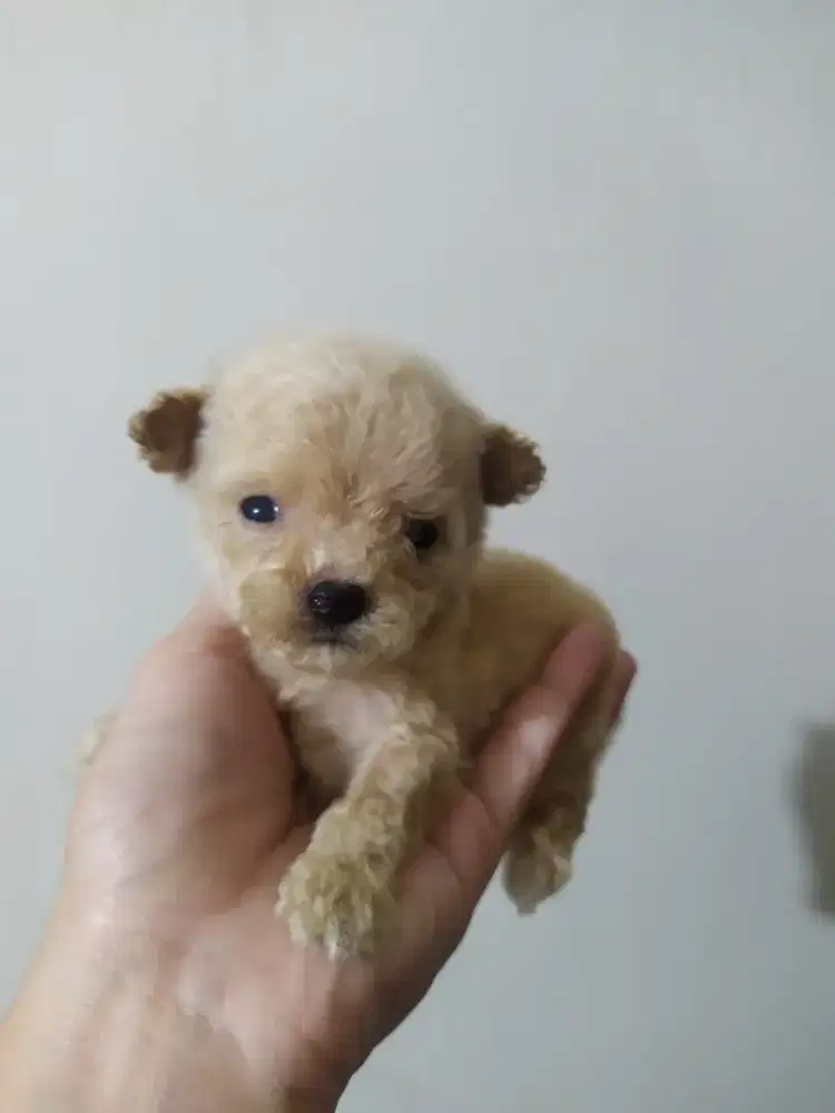 Teacup poodle 6 mgg