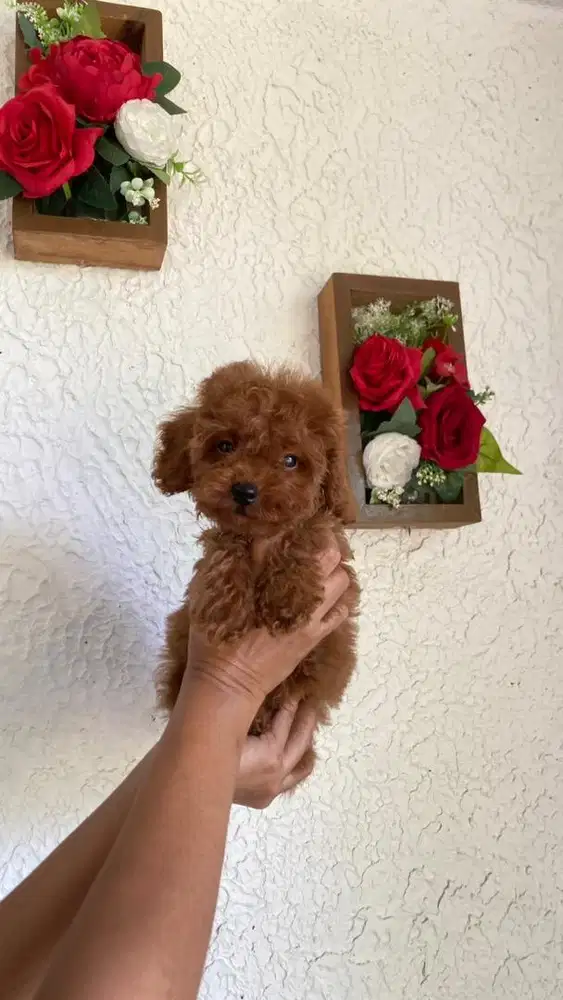Red Toy Poodle Lucu
