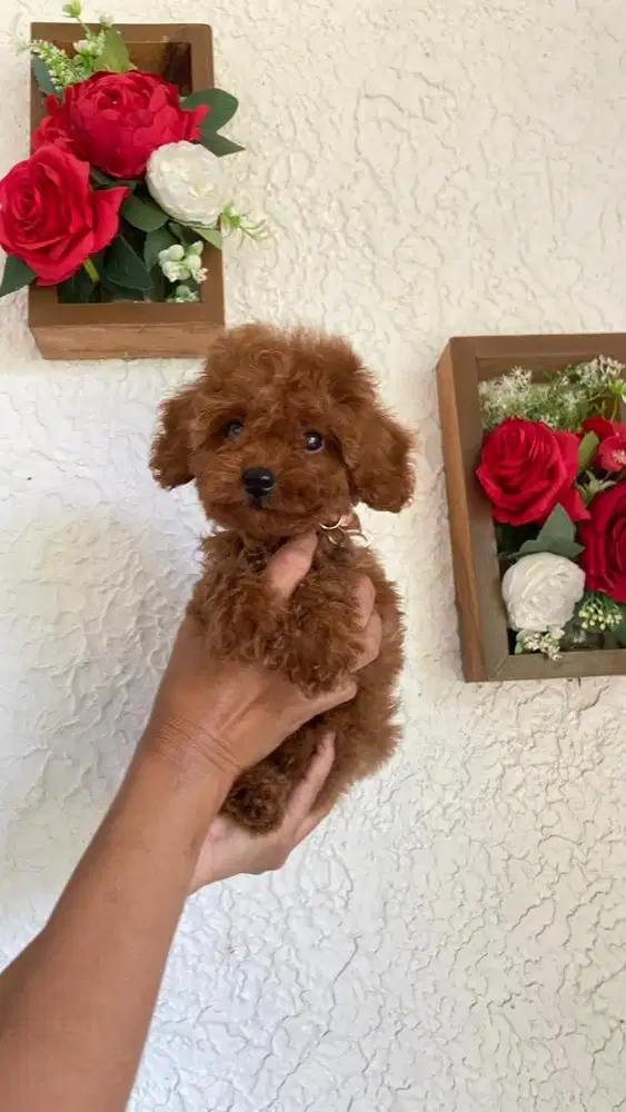 Red Poodle Toy Betina