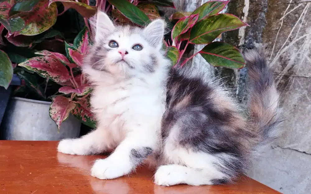 Kucing persia kitten