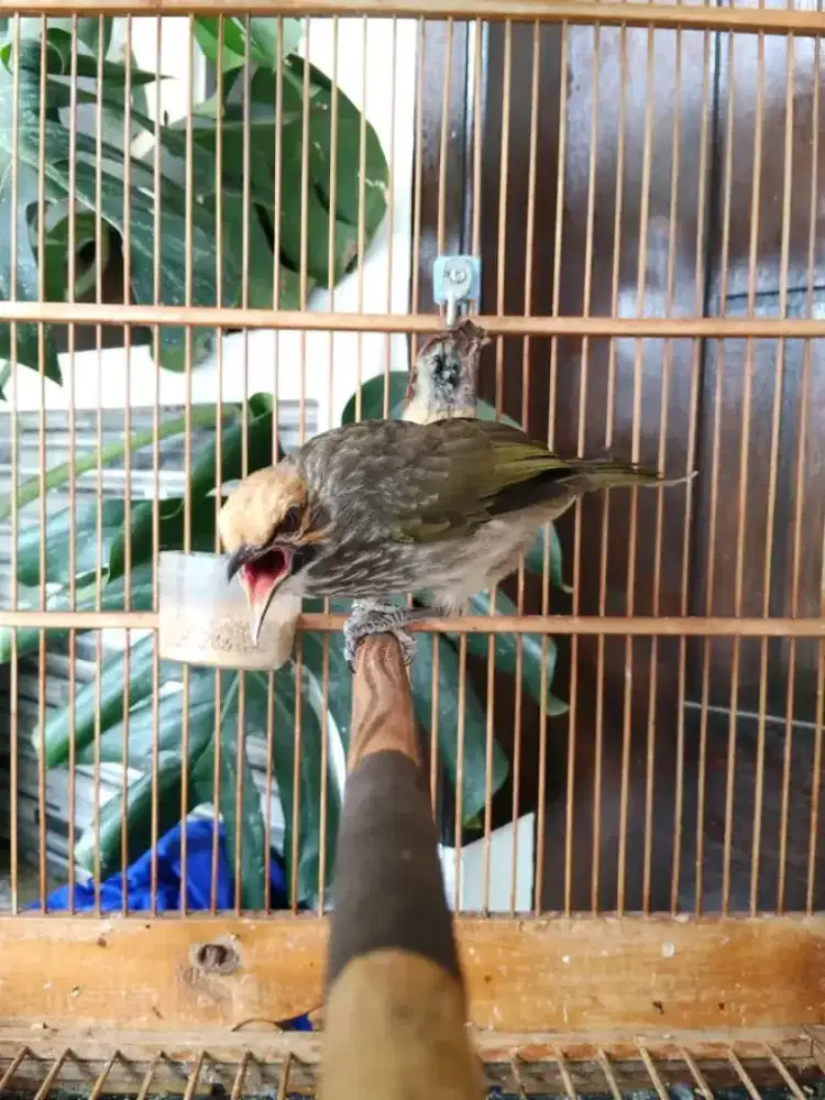 Cucak rowo jantan mulus bunyi