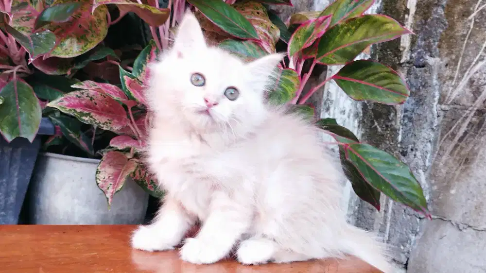 Kucing persia kitten