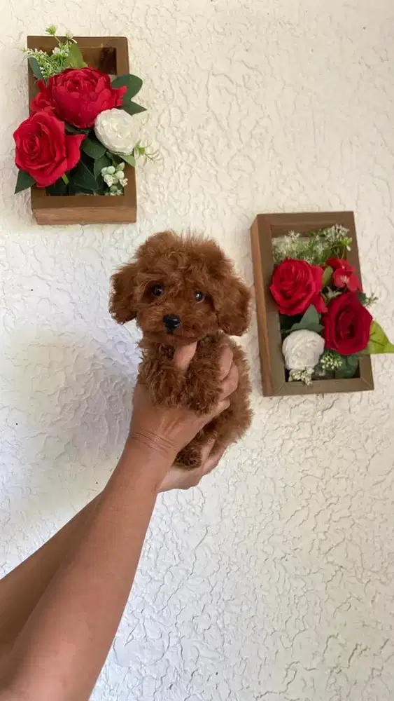 Poodle betina Size Toy Warna Red