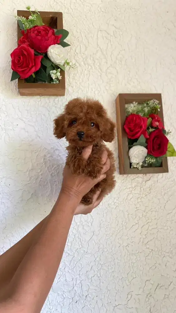 Red Poodle Betina size Toy