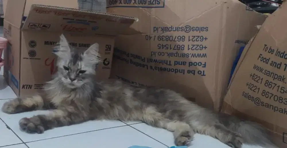 Kucing mainecoon