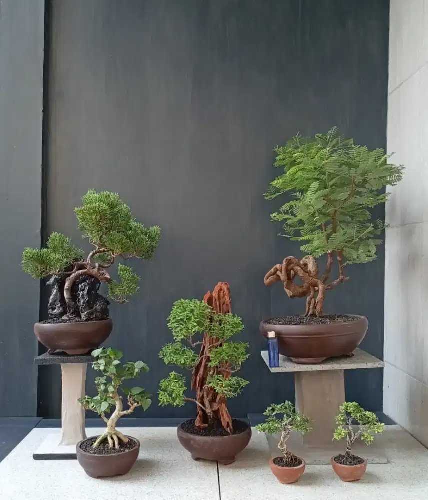 Bonsai hias cantik siap pajang di meja