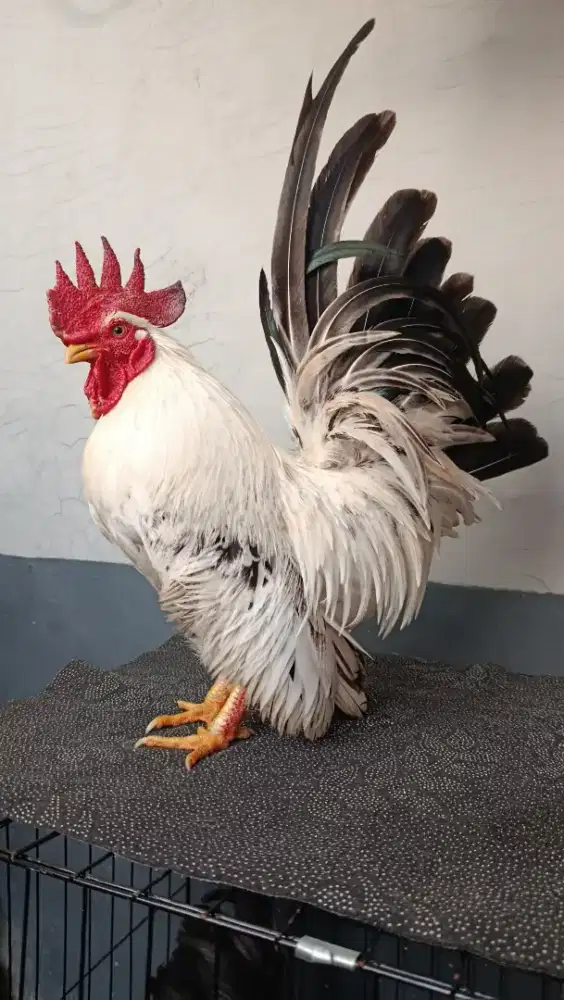 AYAM KATE JANTAN LOKAL SNI