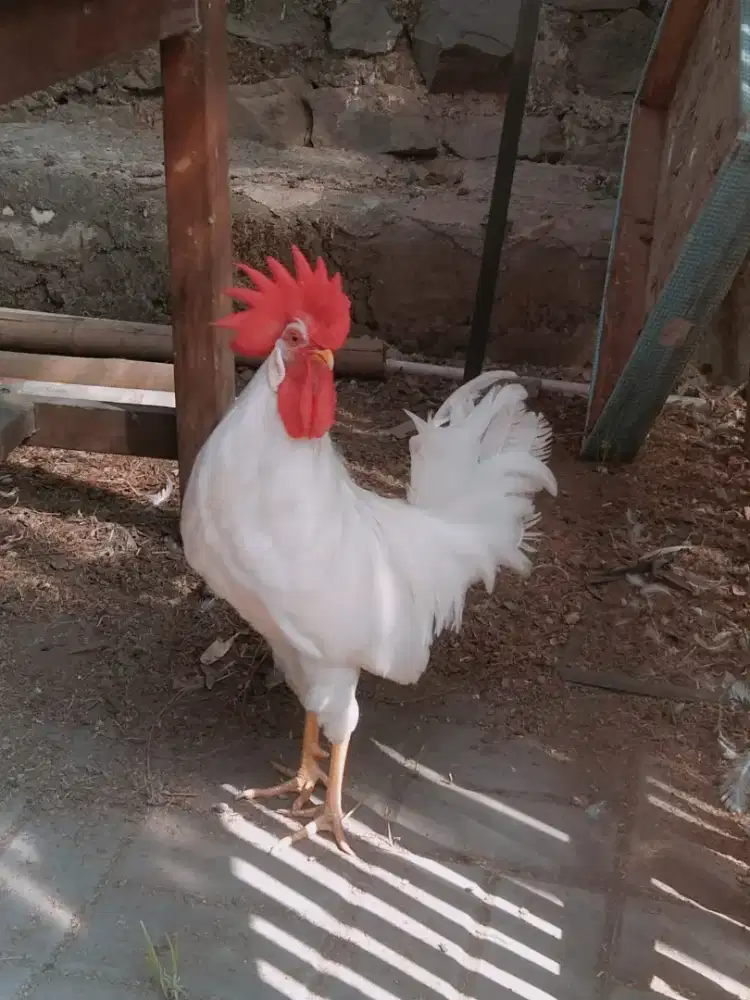 White leghorn asli