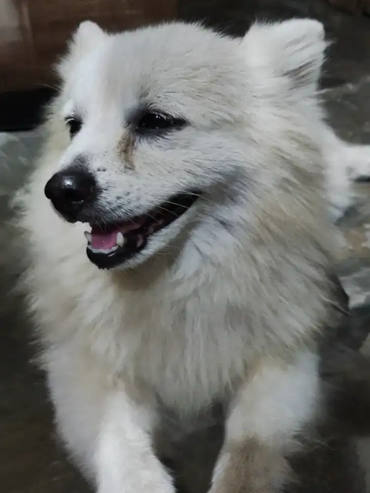 Anjing Japanese Spitz