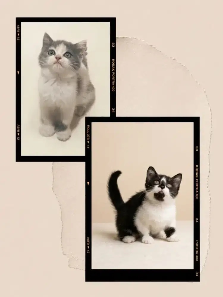 Sepasang BSH dan Munchkin BSH