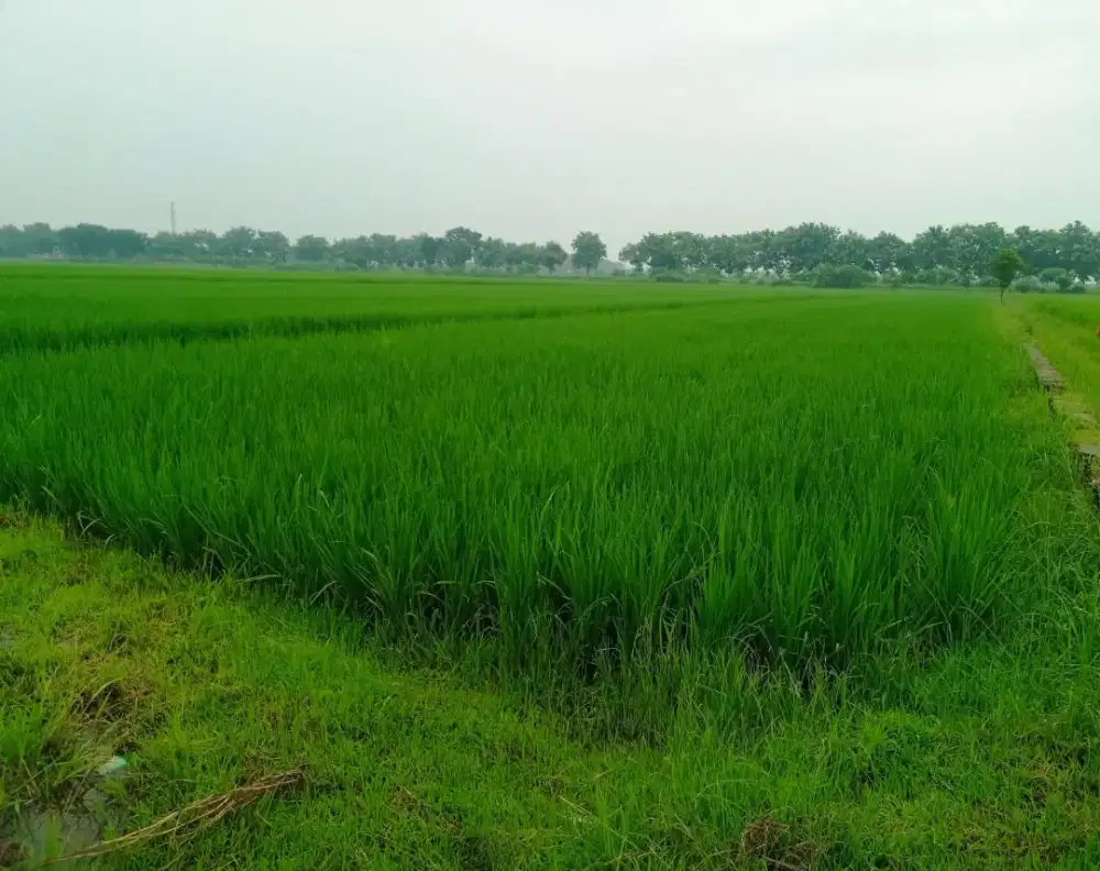 DIJUAL 3 BIDANG SAWAH, TOTAL LUAS 4.348m²