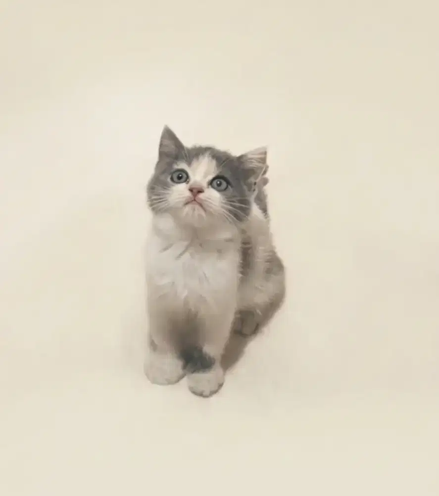 BSH Calico Dilute Betina