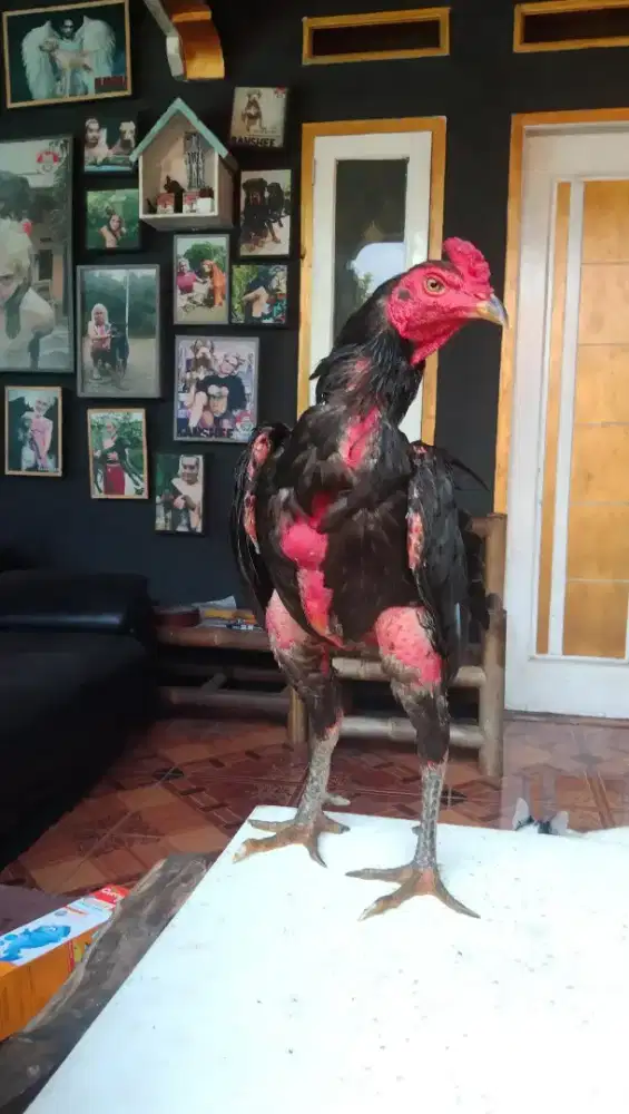 Ayam Mangon iq bulbi kumbang