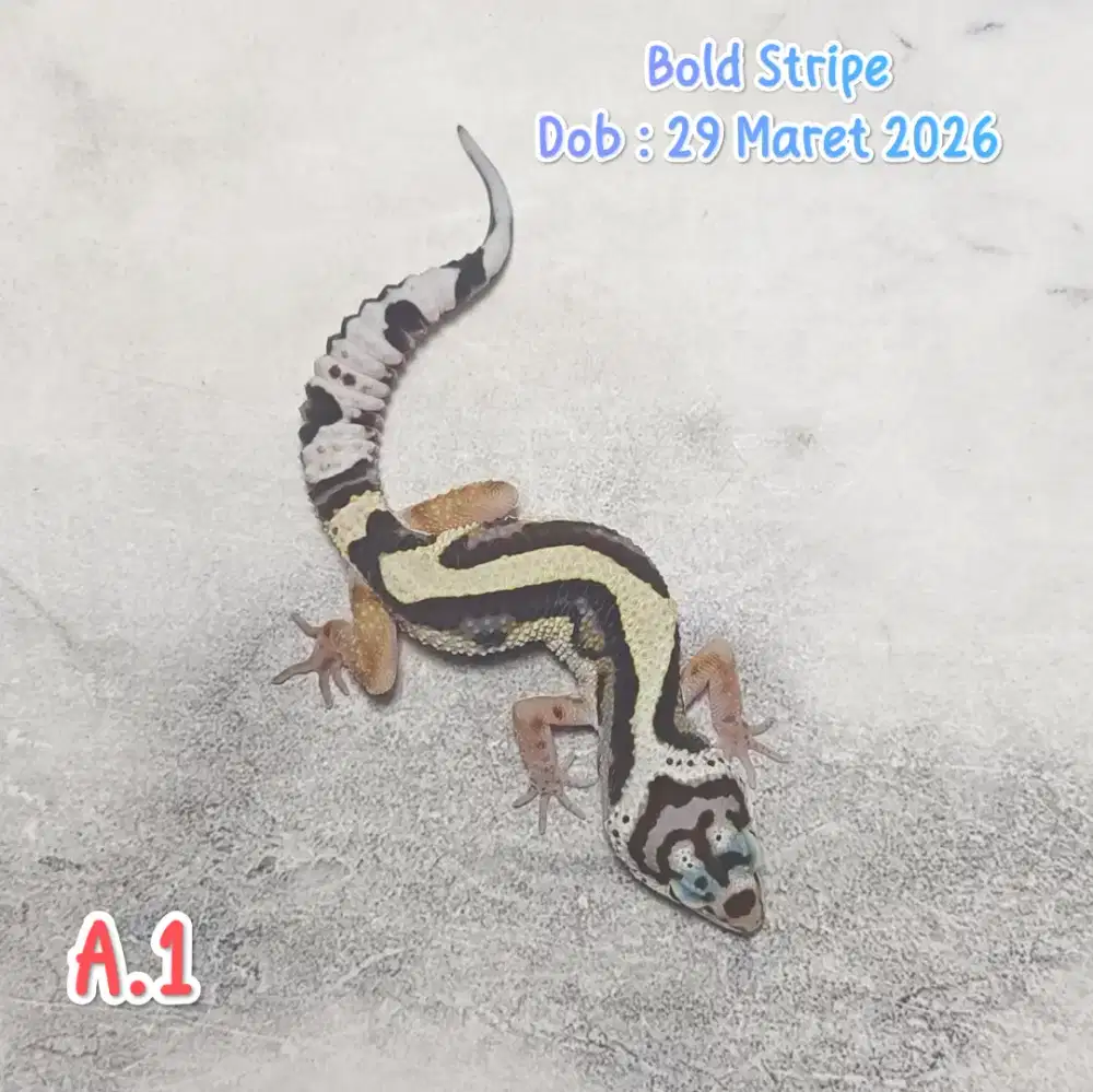 Aneka Gecko Kode A