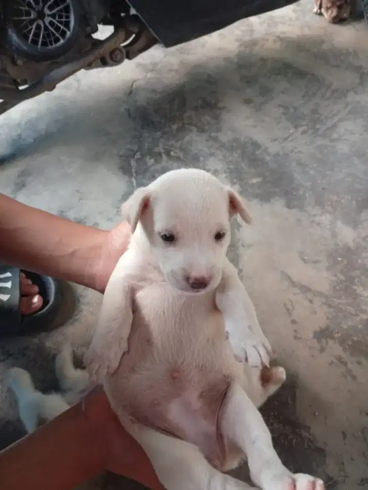 Open adopt anabul 2bln