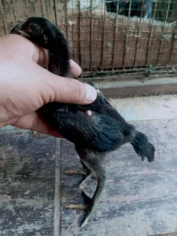 Ayam bk shamo 1 bulan