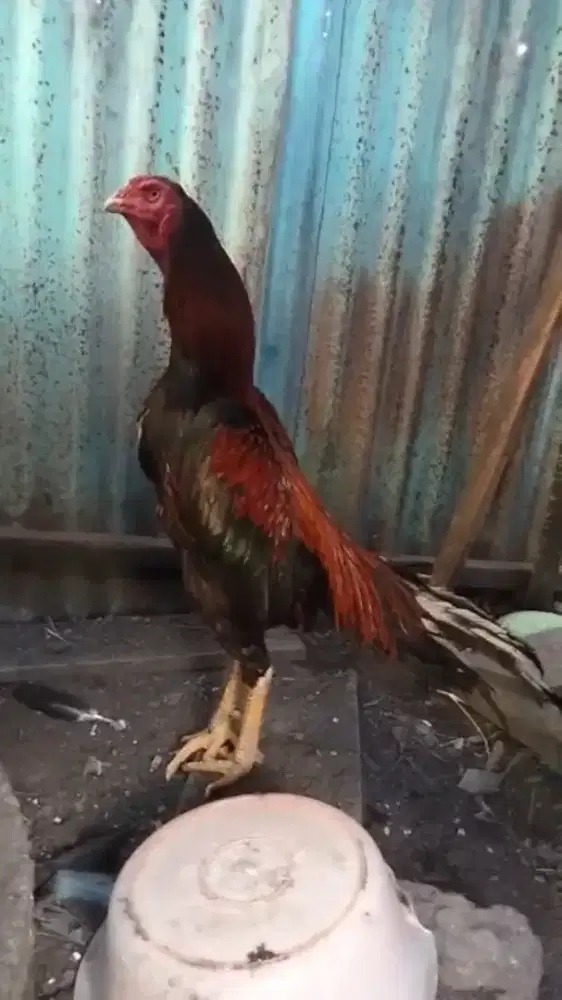 Ekor lidi super mewah