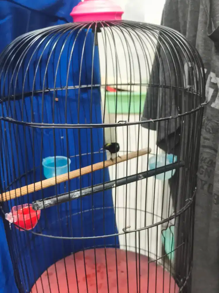 Jual burung Konin Sumatra