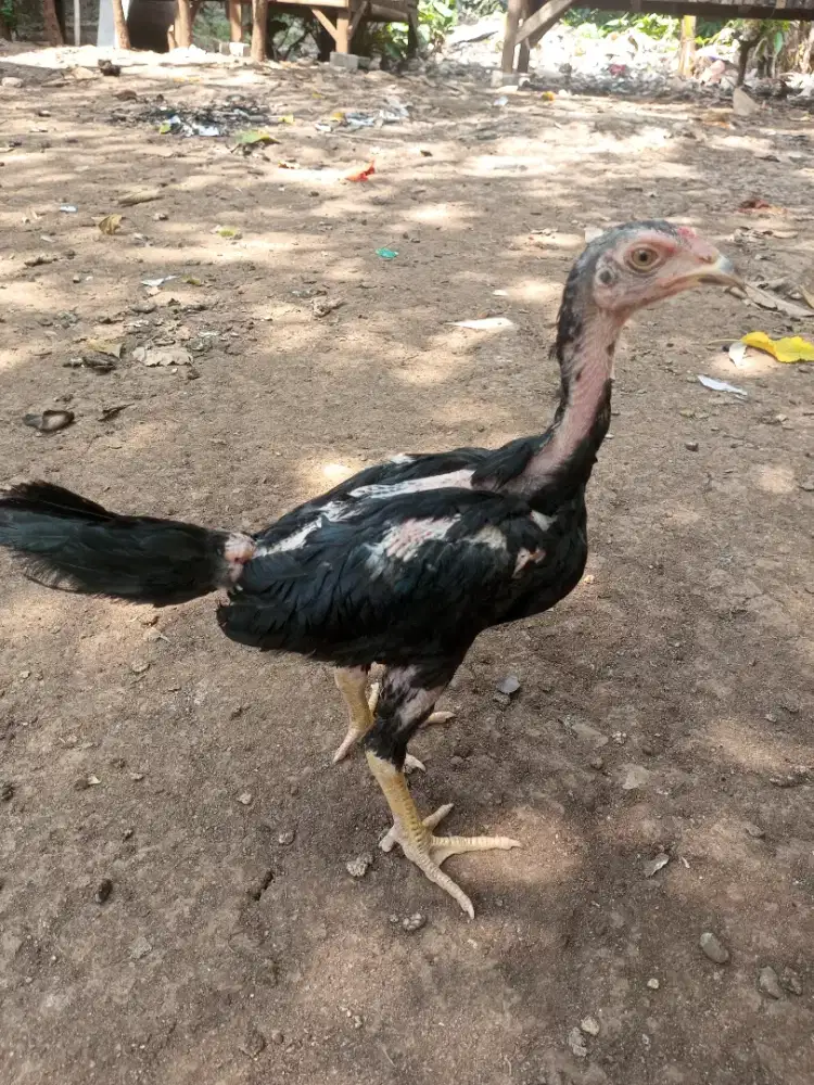 ayam pakhoy/brakot 3 bulan