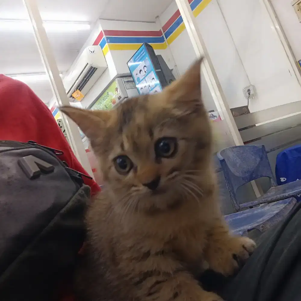 Kucing tabby mujaer mix BSH