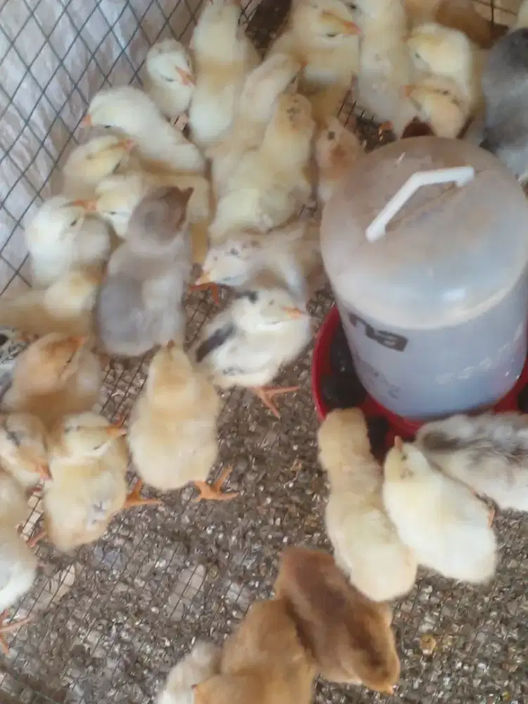 DOC Anak ayam kampung Elba