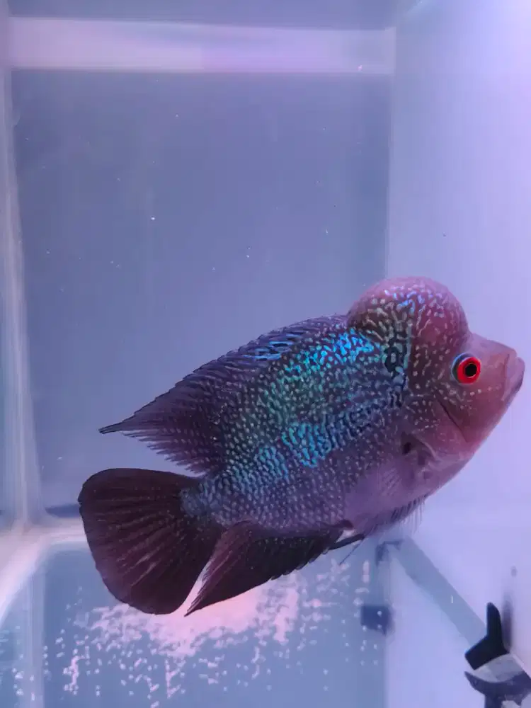 Ikan Louhan Betina Jenong Bertelur