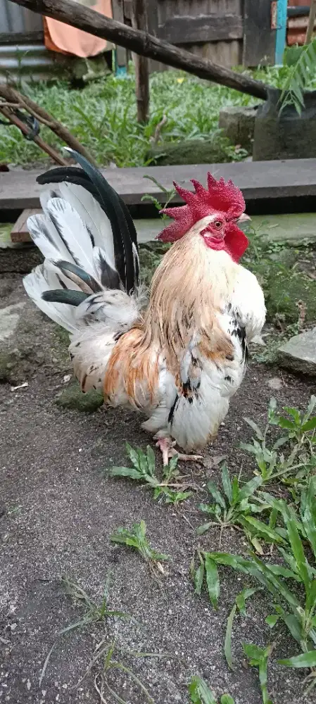 Ayam Kate jantan