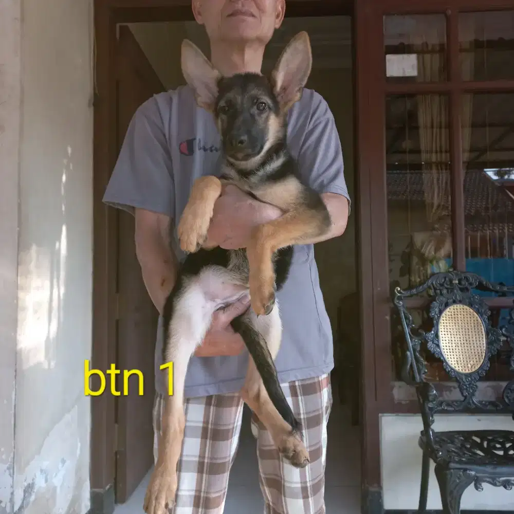 Anakan herder stbm perkin